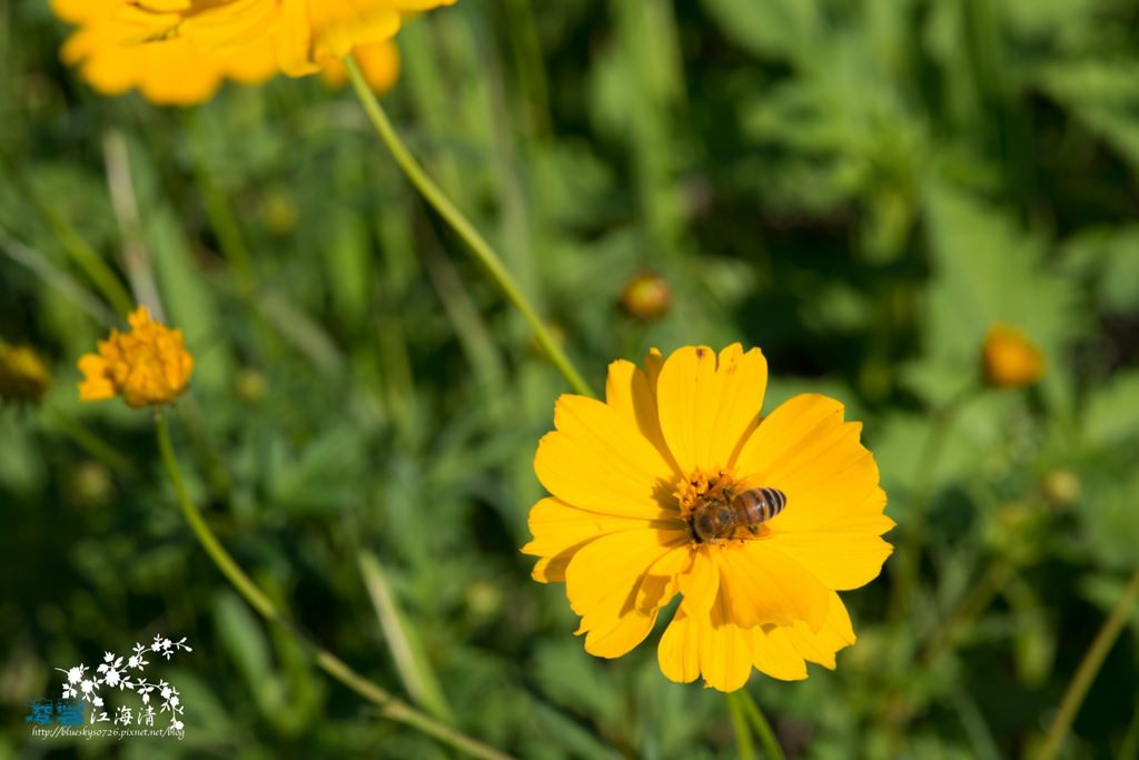 DSC_0110.jpg