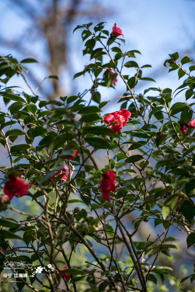 dsc_0415_1-29-2