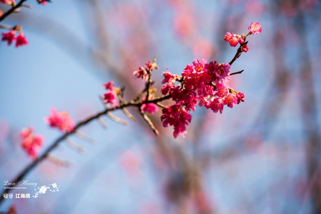 dsc_0415_1-44