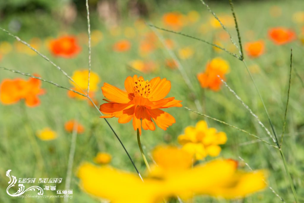 DSC_0082.jpg