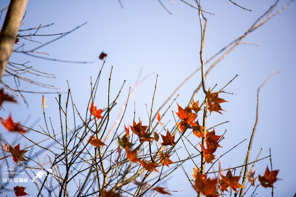dsc_0415_1-21-2
