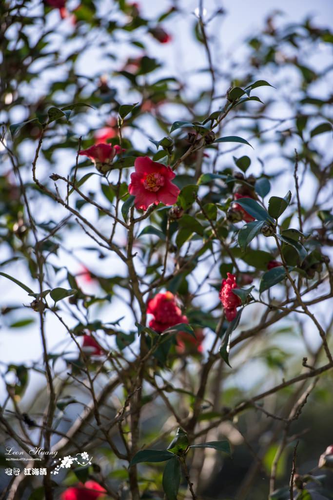 dsc_0415_1-37