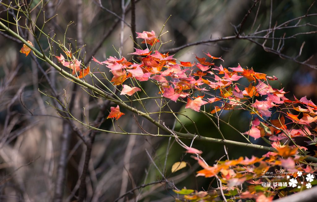 dsc_0415_1-33