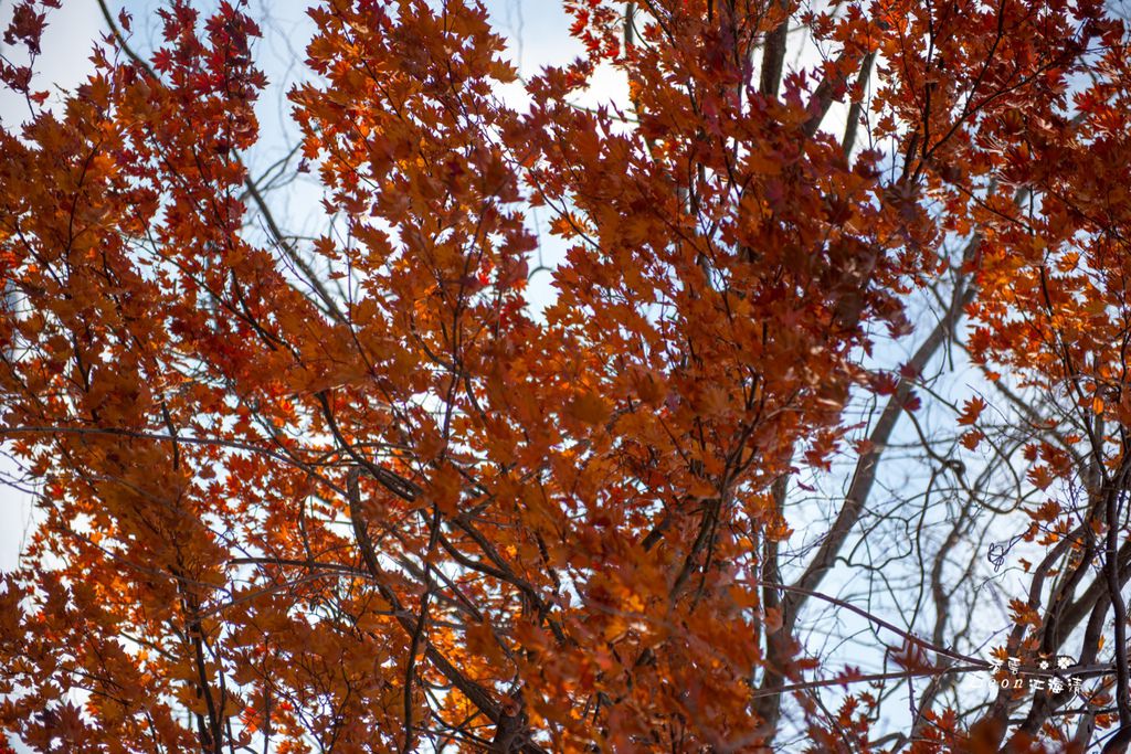 dsc_0415_1-32