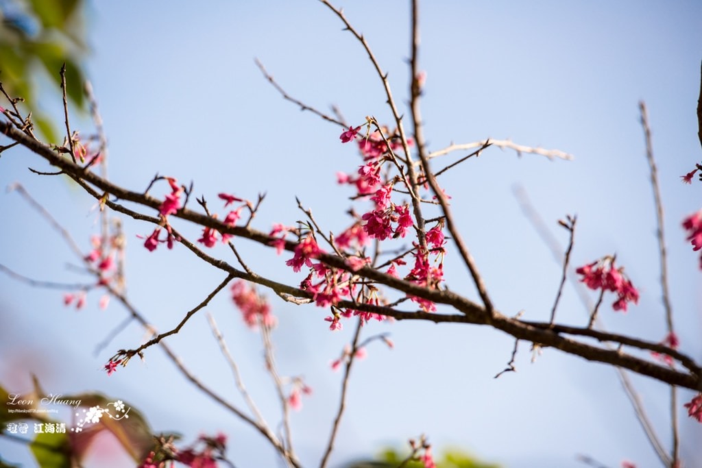 dsc_0415_1-24-2
