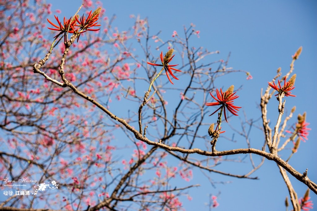 dsc_0415_1-39