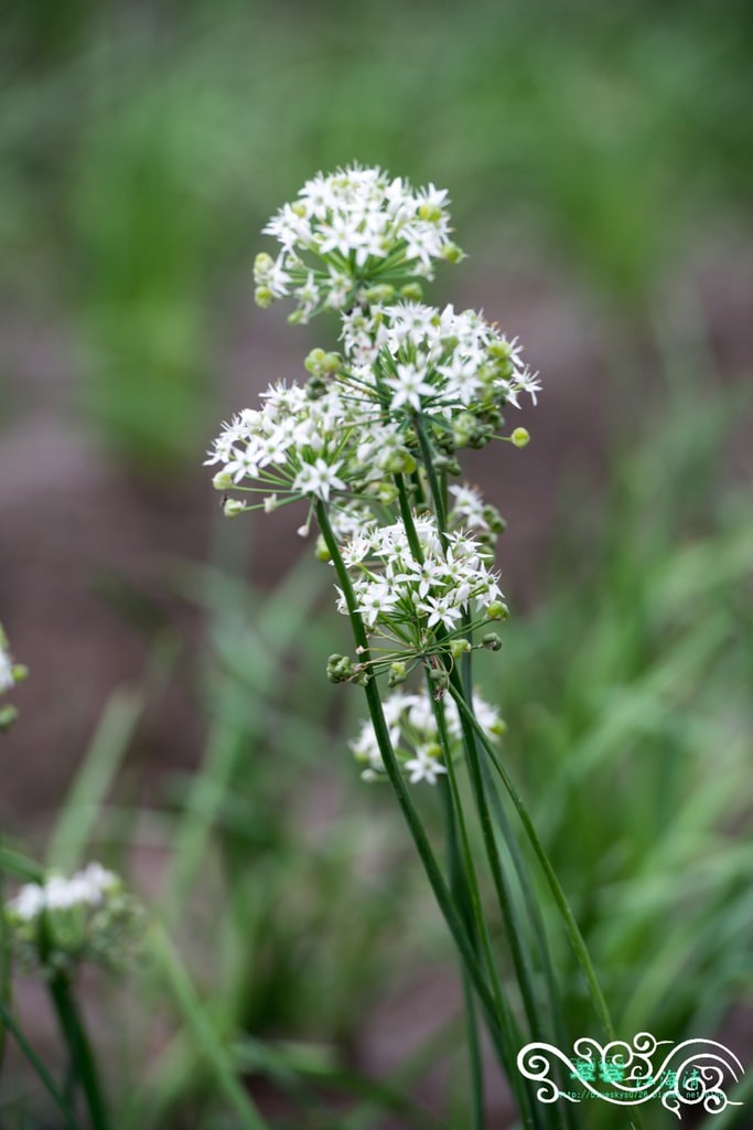 DSC_9753.jpg