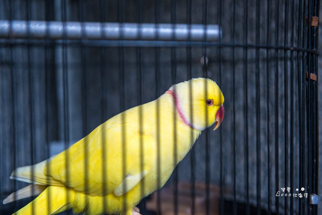 dsc_0415_1-29
