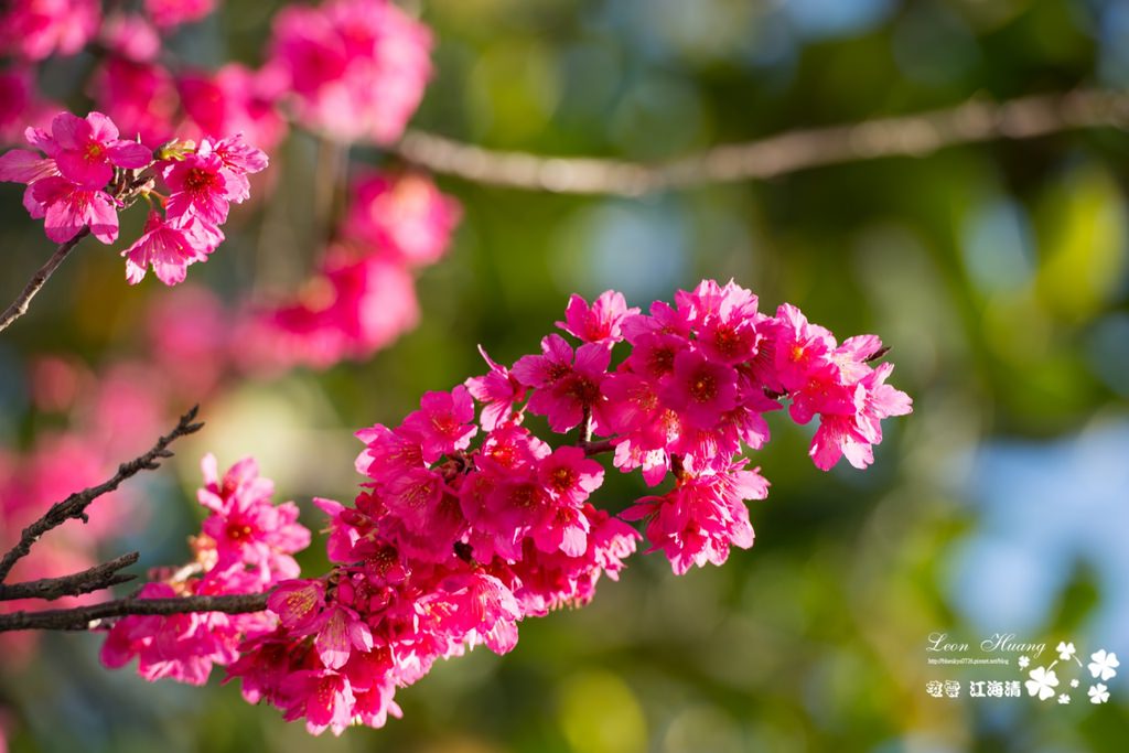 dsc_0415_1-10