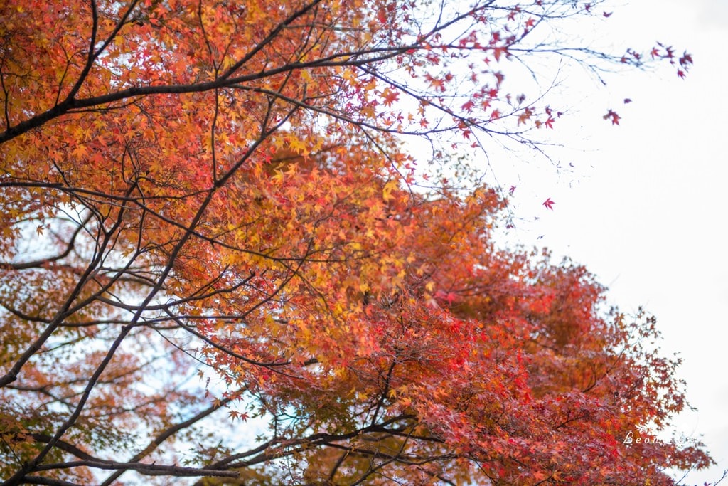 dsc_0415_1-51