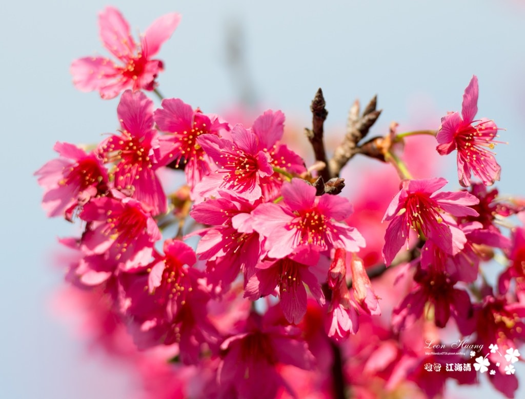 dsc_0415_1-6