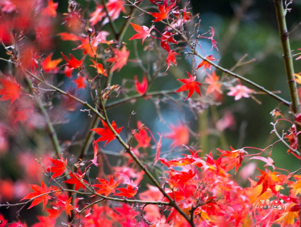 dsc_0415_1-71