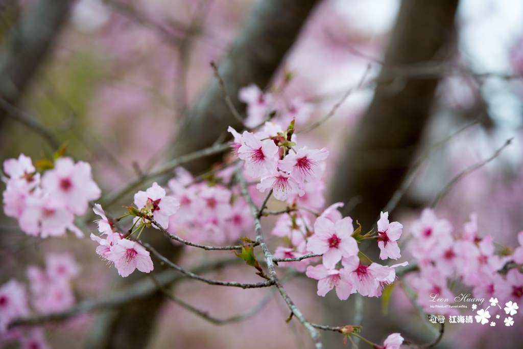 dsc_0415_1-9