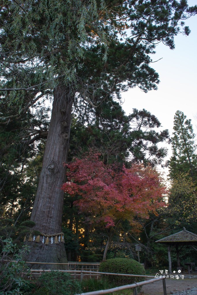 dsc_0415_1-39