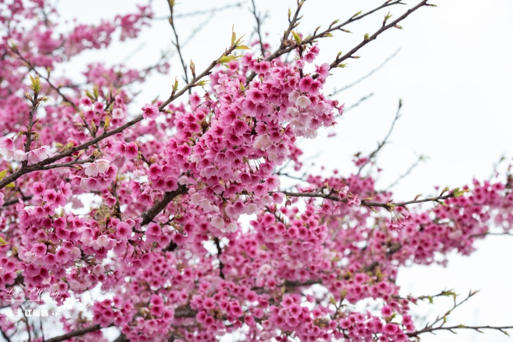 dsc_0415_1-29