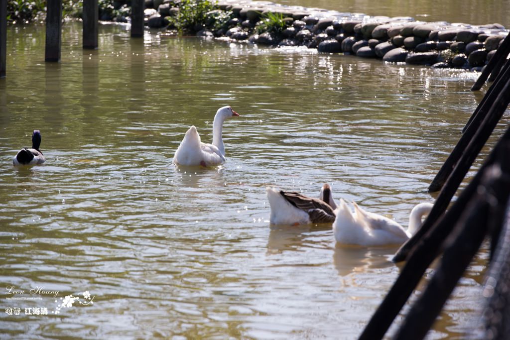 dsc_0415_1-25