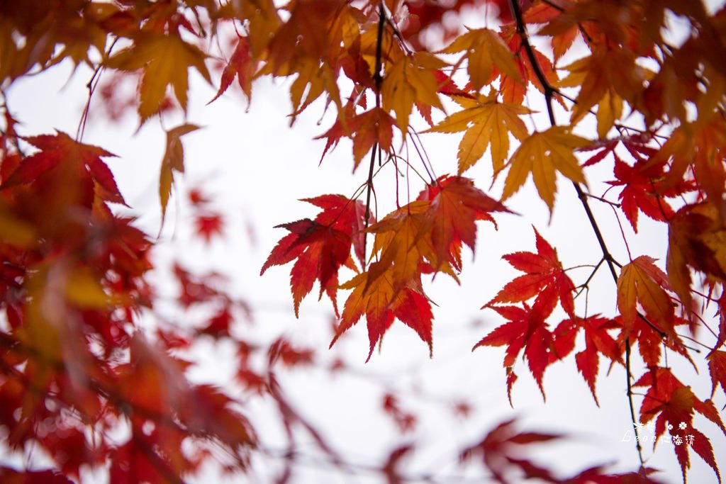 dsc_0415_1-29
