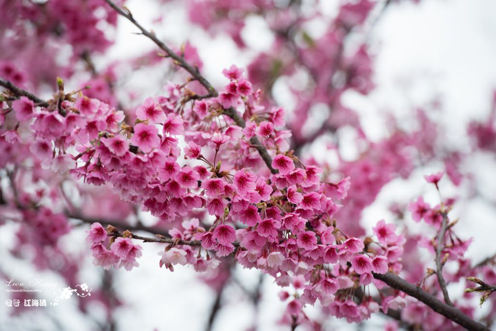 dsc_0415_1-26