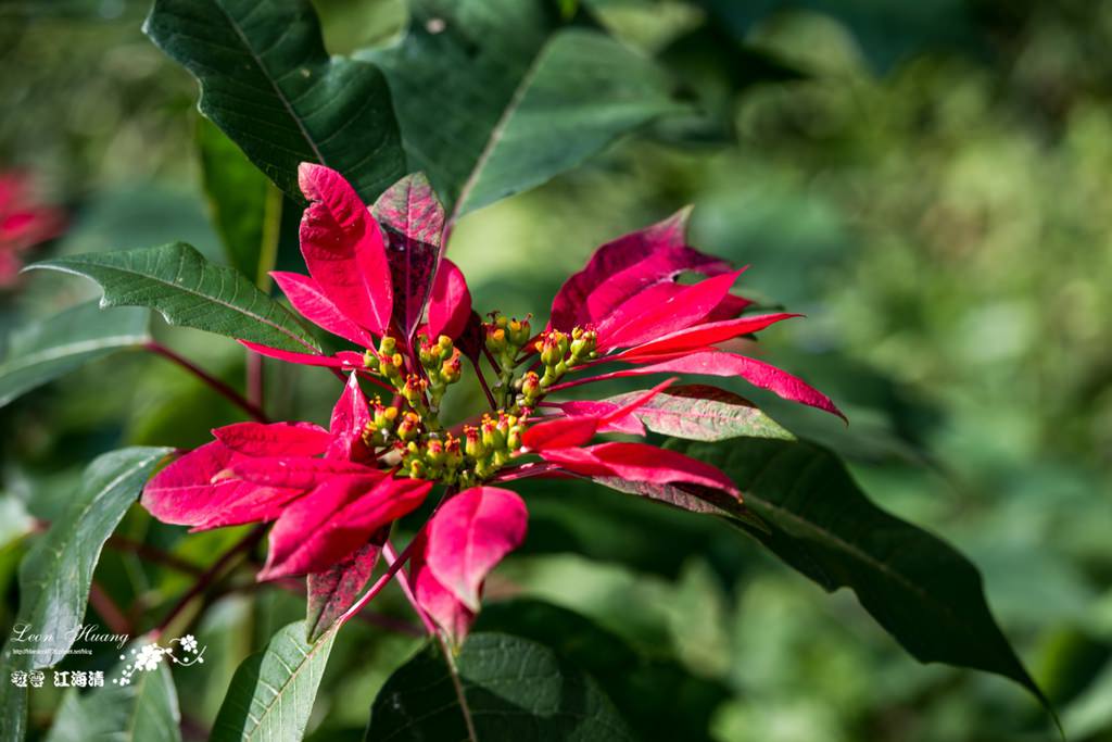 dsc_0415_1-48
