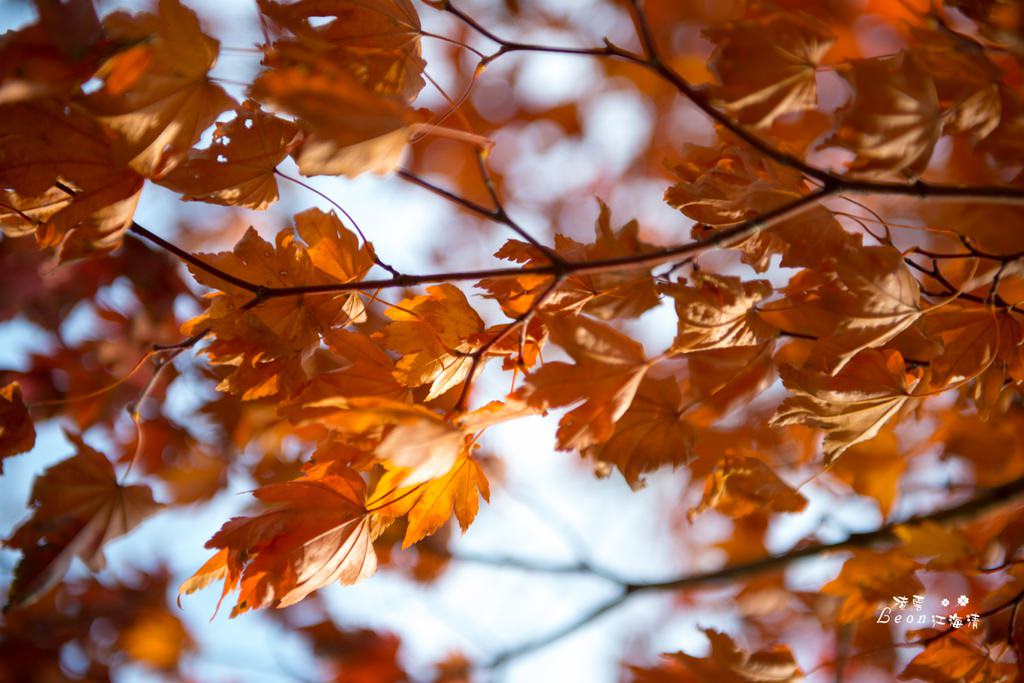dsc_0415_1-33