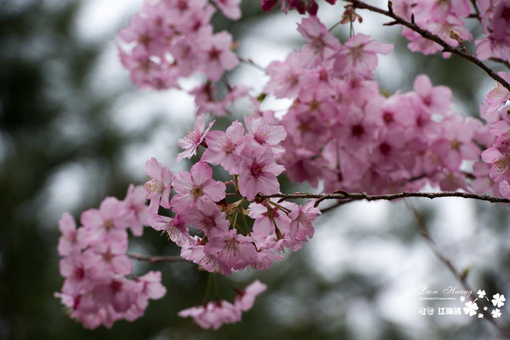 dsc_0415_1-13