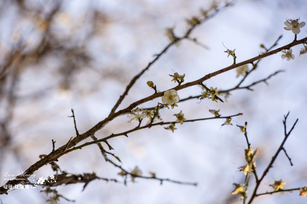 dsc_0415_1-35-2