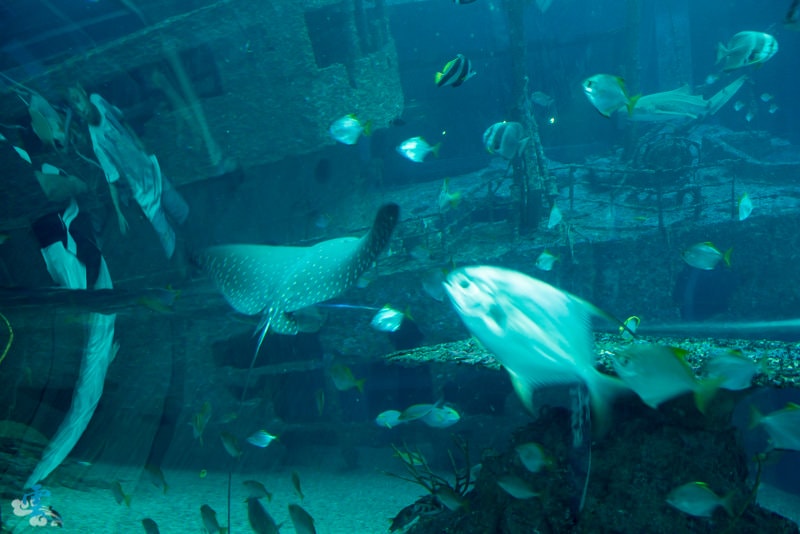 DSC_8241.jpg