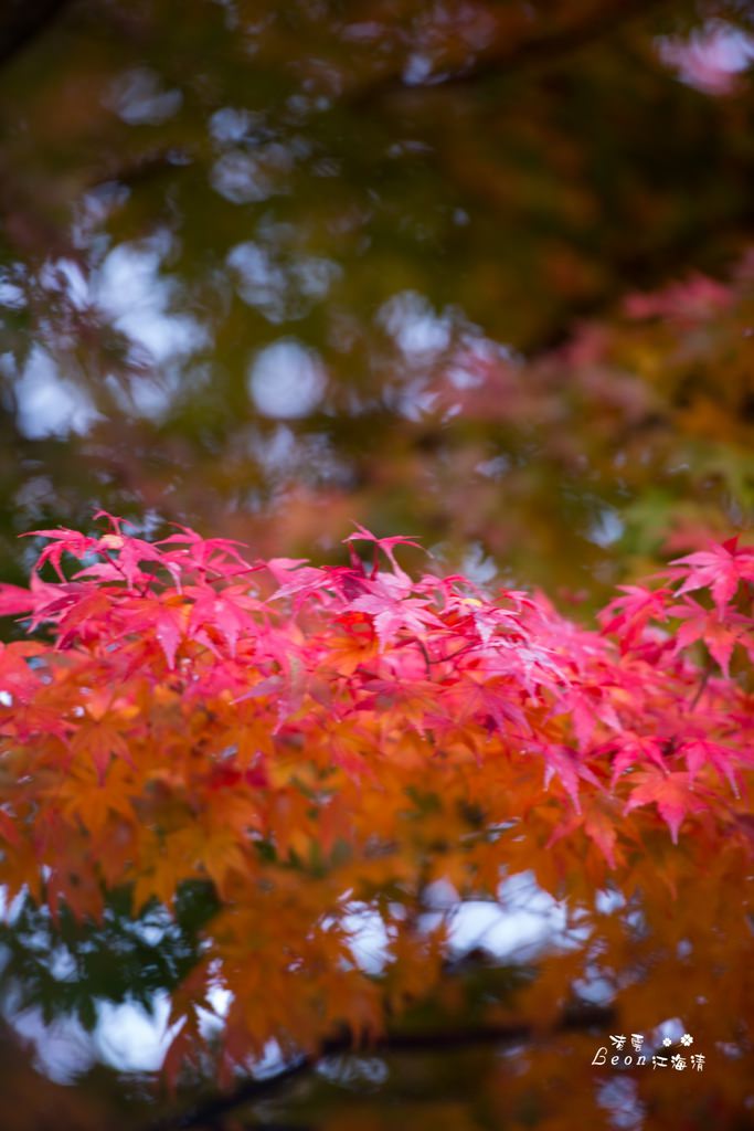 dsc_0415_1-50