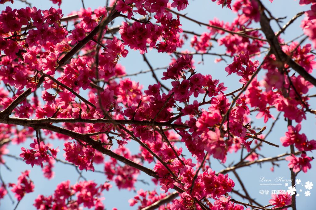 dsc_0415_1-13