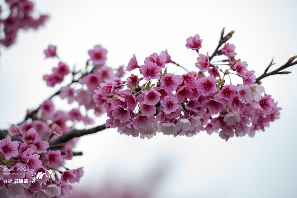 dsc_0415_1-16