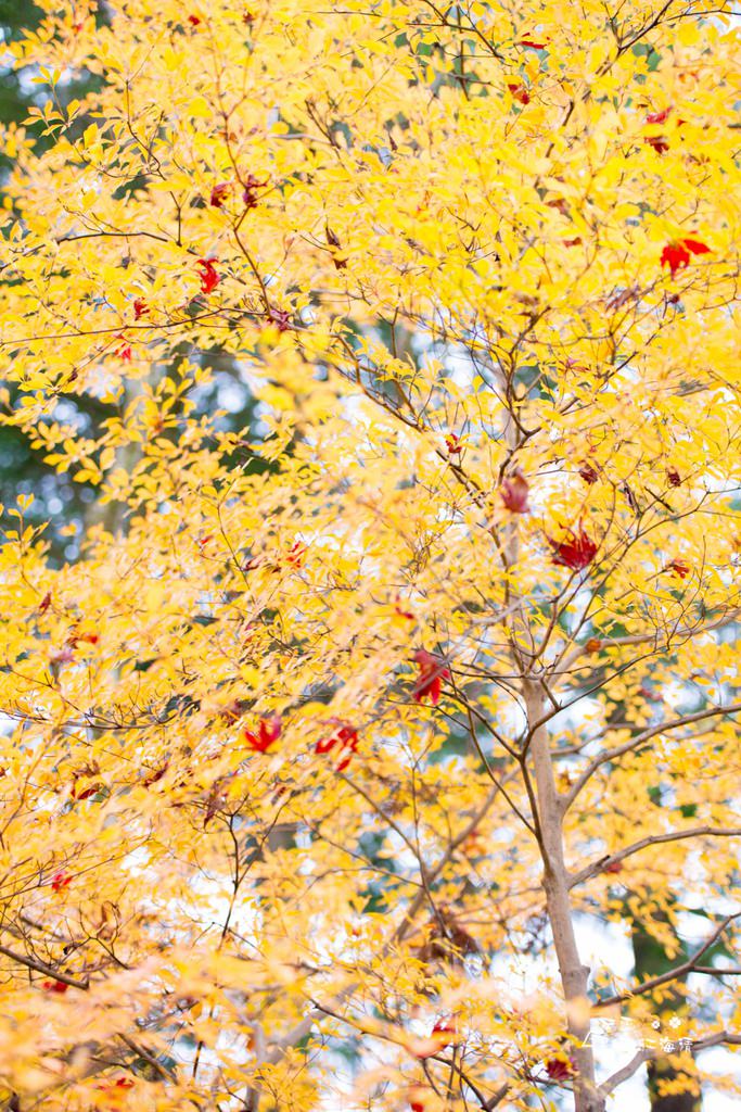 dsc_0415_1-82