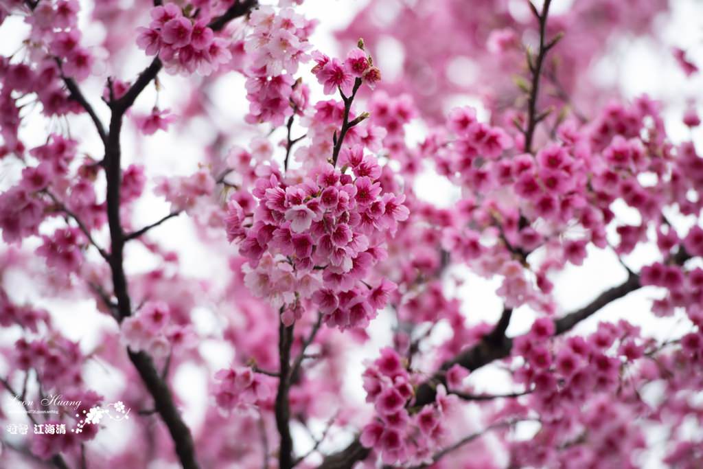 dsc_0415_1-21