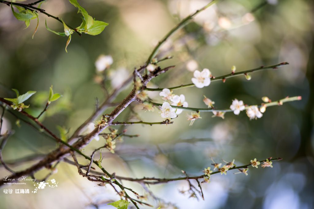 dsc_0415_1-36-2