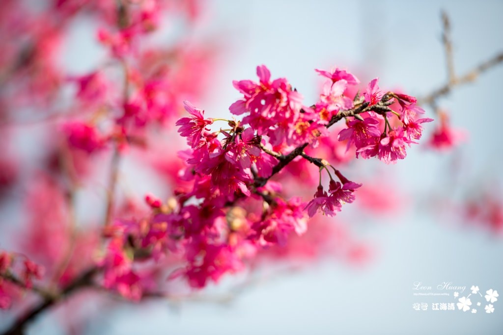 dsc_0415_1-2