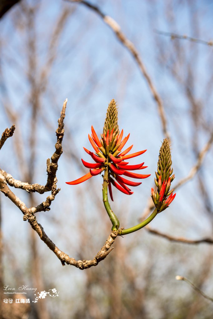 dsc_0415_1-41