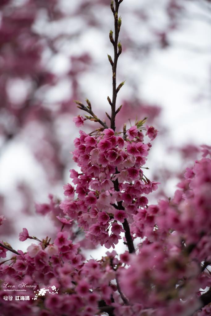 dsc_0415_1-6