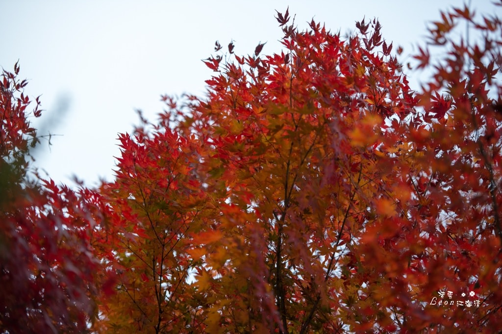 dsc_0415_1-55