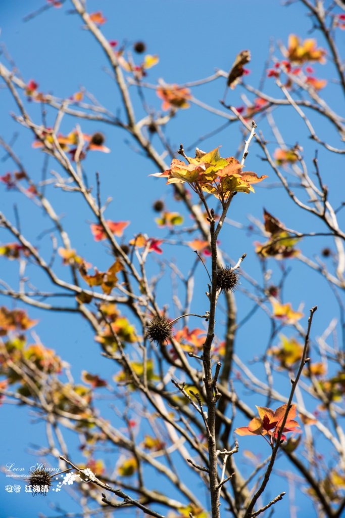 dsc_0415_1-9-2