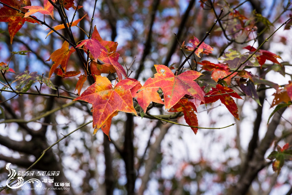 DSC_2048.jpg