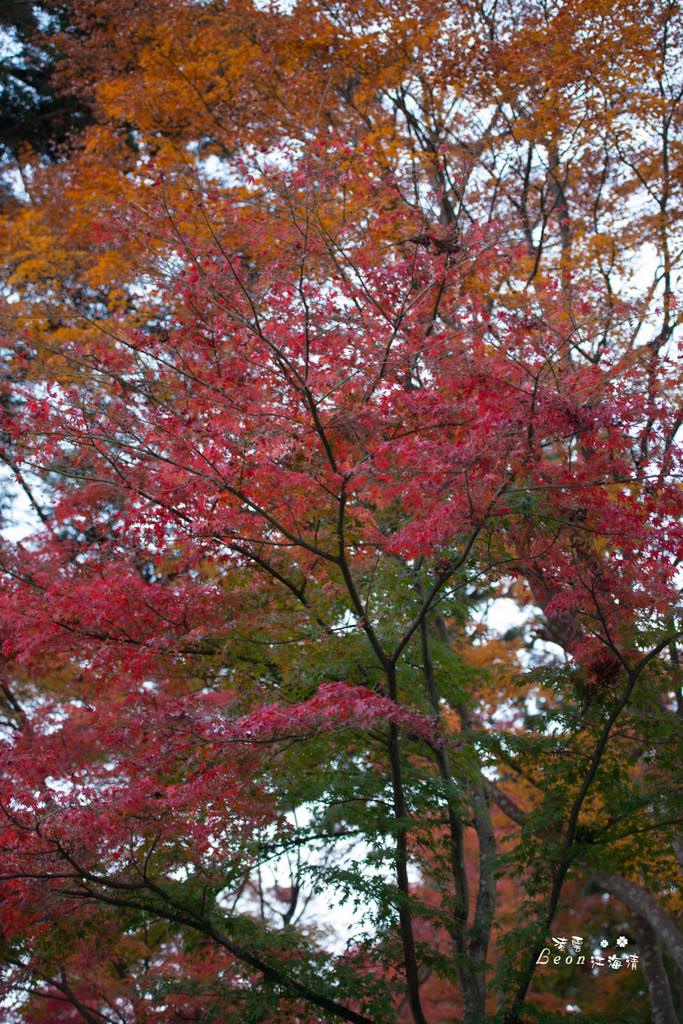 dsc_0415_1-67