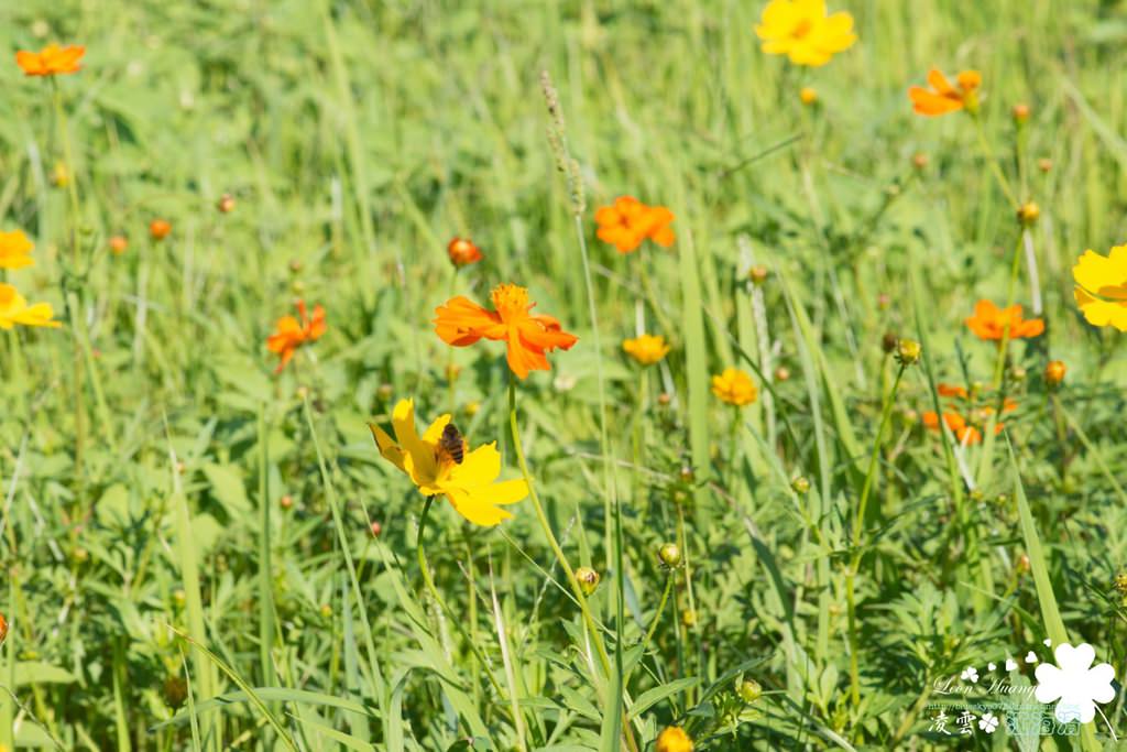 DSC_0090.jpg