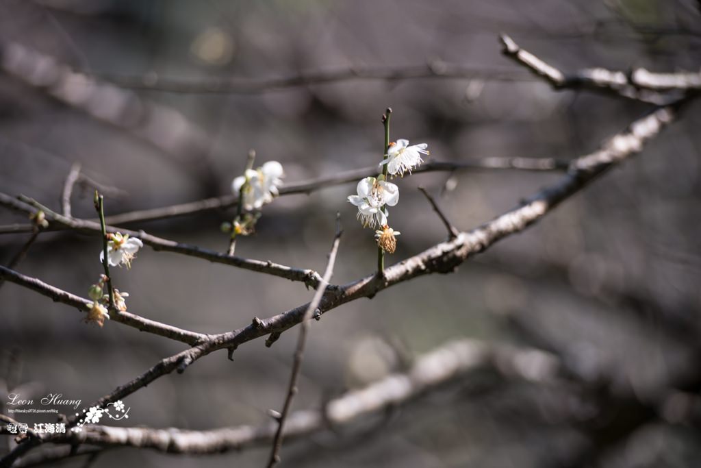 dsc_0415_1-31-2