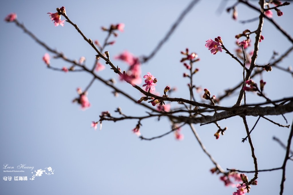 dsc_0415_1-5-2