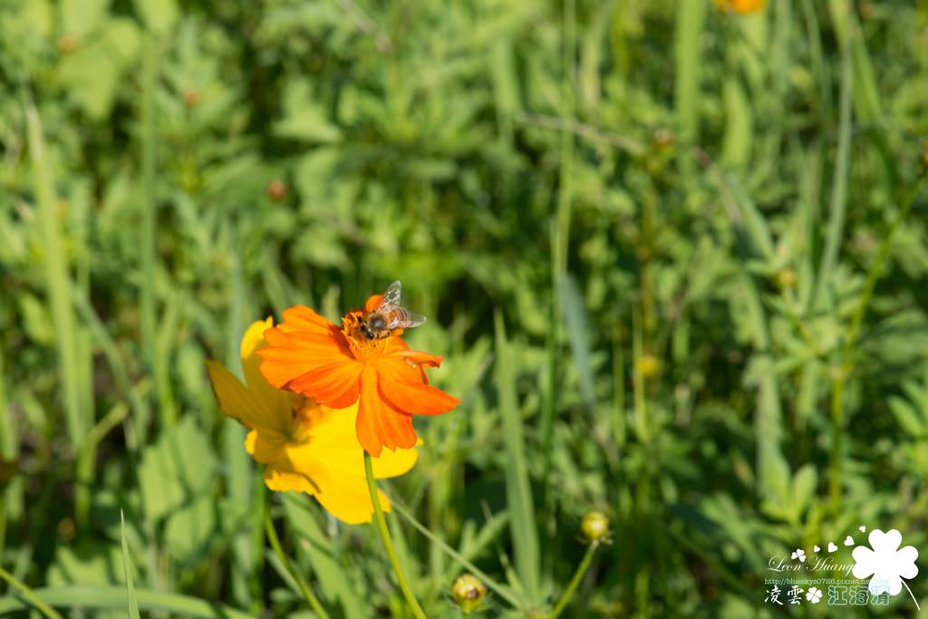 DSC_0093.jpg
