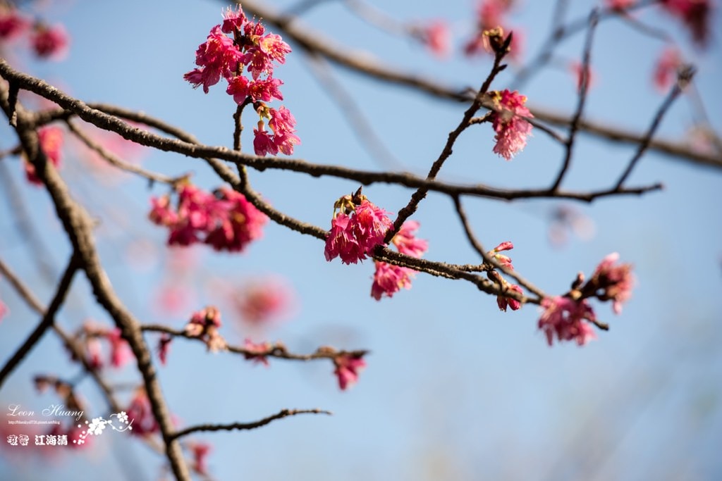 dsc_0415_1-46