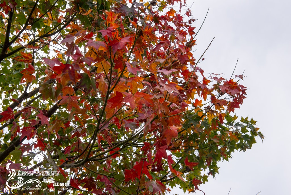 DSC_2111.jpg