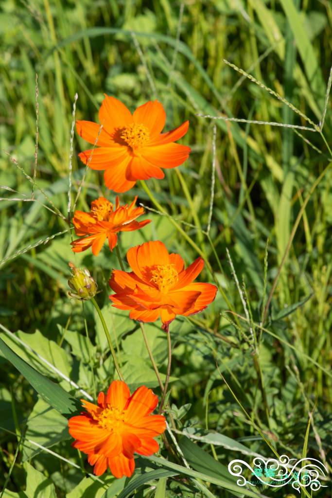DSC_0081.jpg