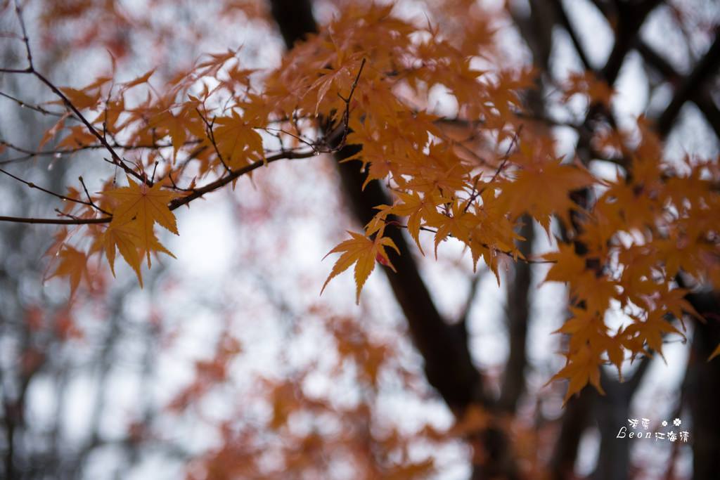 dsc_0415_1-35