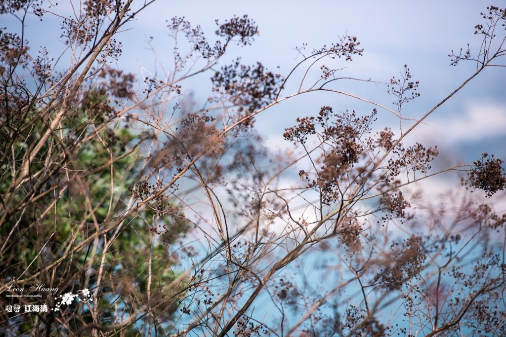 dsc_0415_1-16-2