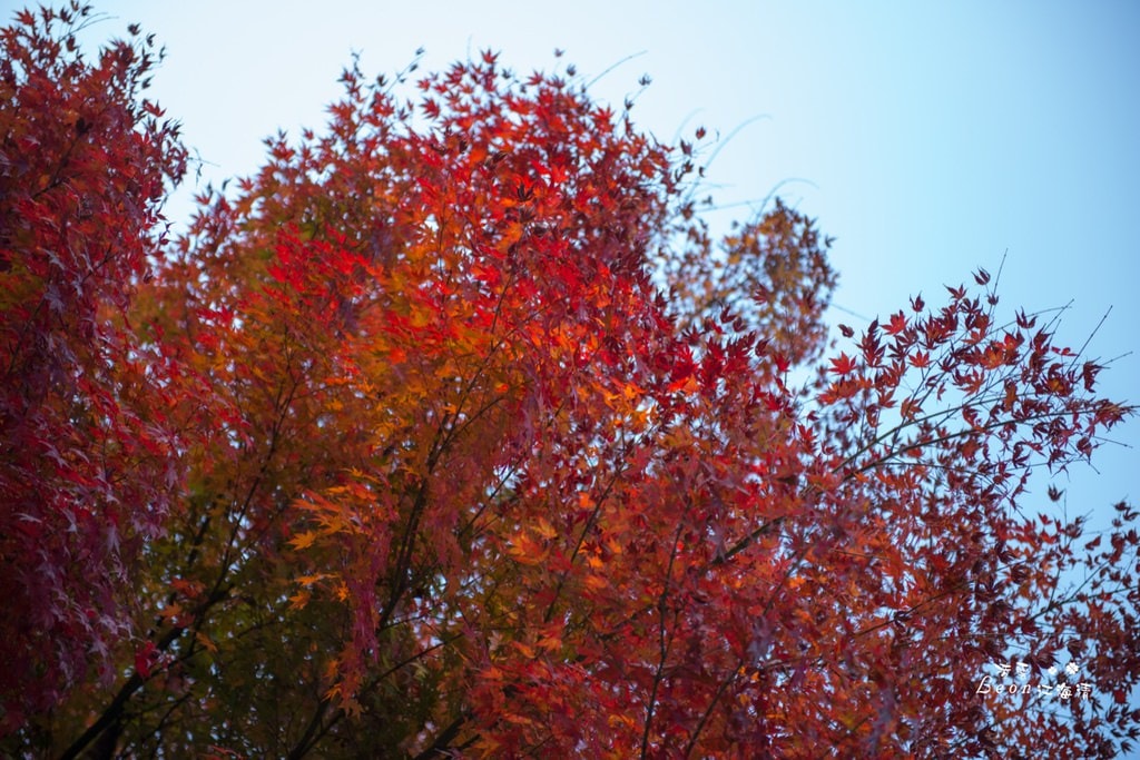 dsc_0415_1-32